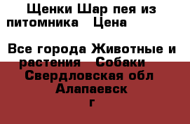 Щенки Шар пея из питомника › Цена ­ 25 000 - Все города Животные и растения » Собаки   . Свердловская обл.,Алапаевск г.